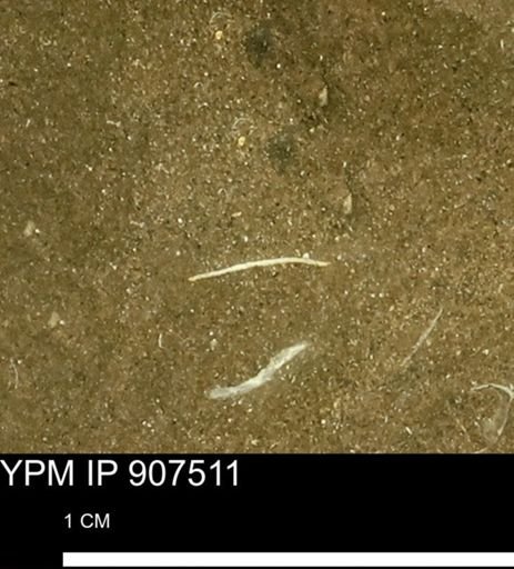 undet. Mollusca