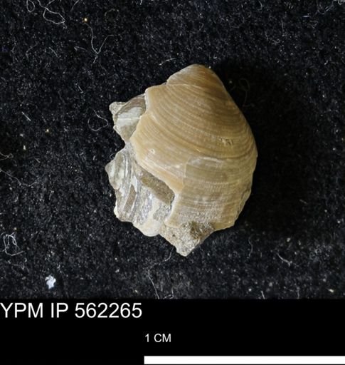 Limopsis striatopunctatus