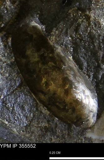 undet. Scaphitidae