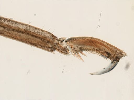 Anoplodactylus lentus