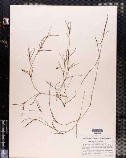 Ruppia maritima