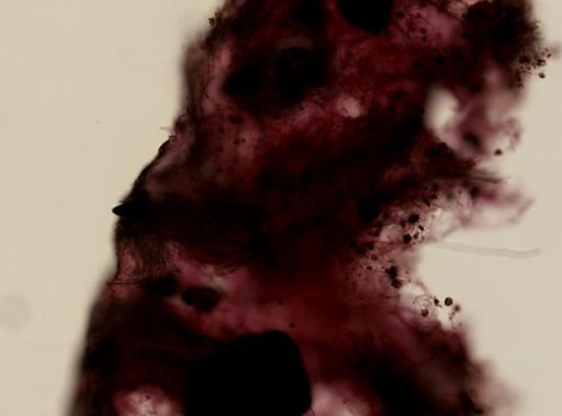Lissodendoryx noxiosa
