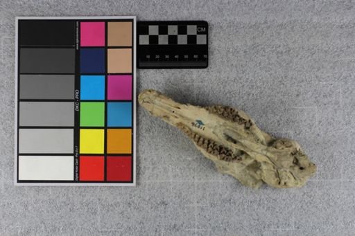 Protoceras comptus