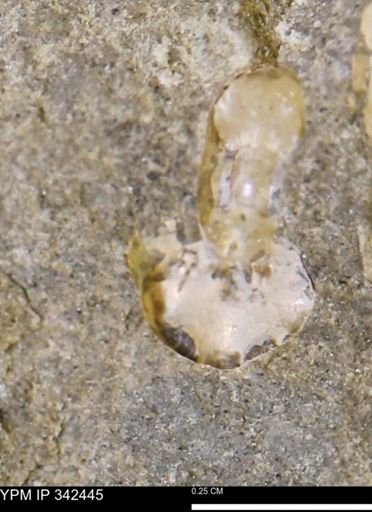 undet. Scaphitidae