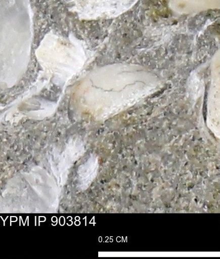 Corbulamella?