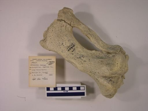 Teleoceras fossiger