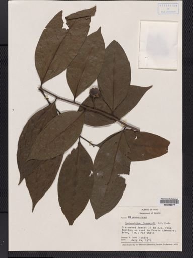 Plantae