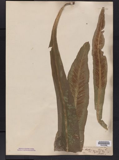 Asplenium