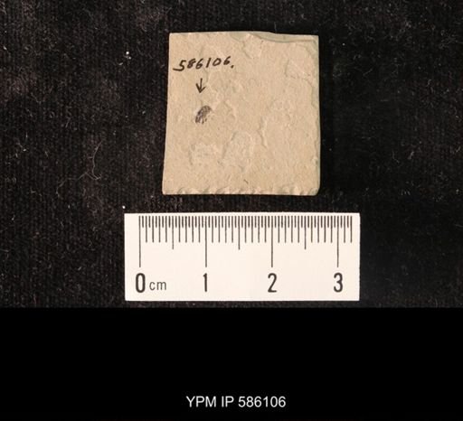undet. Curculionidae