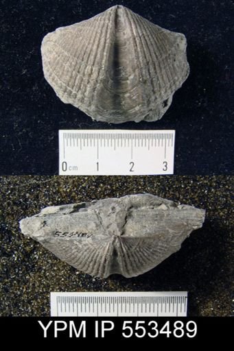 Spirifer audacula