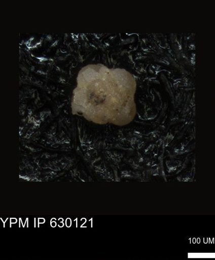 undet. Foraminiferida