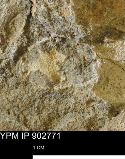 Baculites sp.