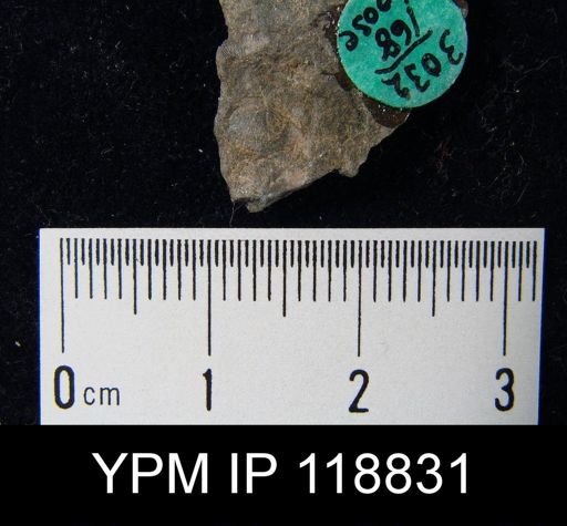 Chonetes tenuistriatus