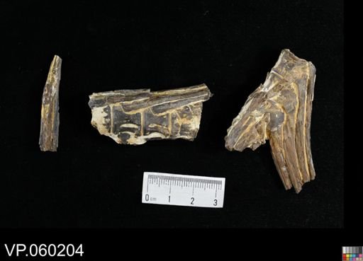 undet. Actinopterygii