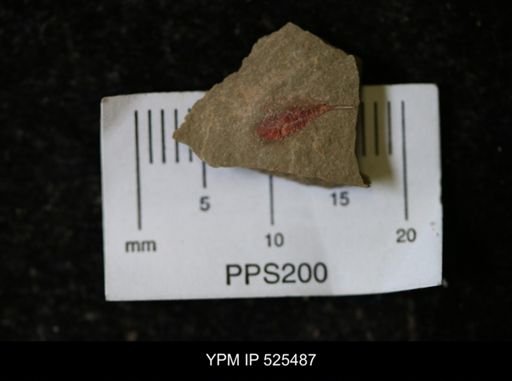 undet. Synziphosurina