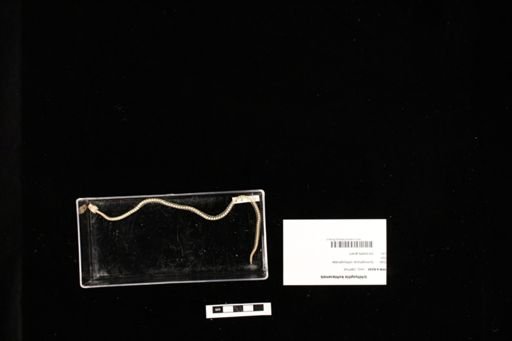 Ichthyophis kohtaoensis