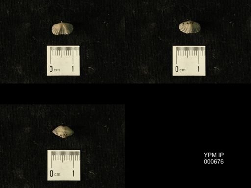 Platystrophia profundsulcata
