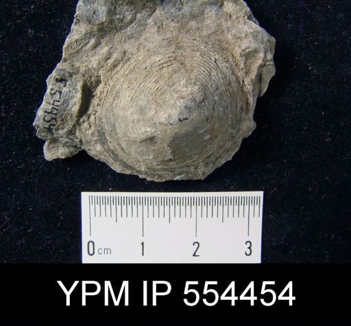 Orbiculoidea jervisensis