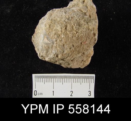 Derbya? cymbula