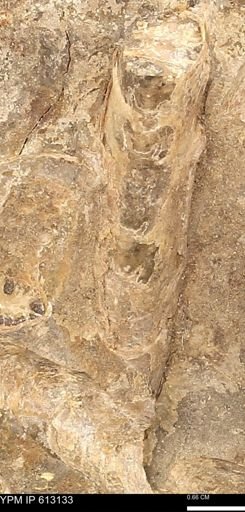 Baculites sp.