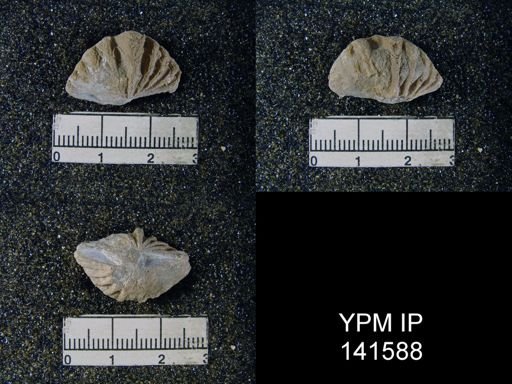 Spiriferina (Punctospirifer) cristata