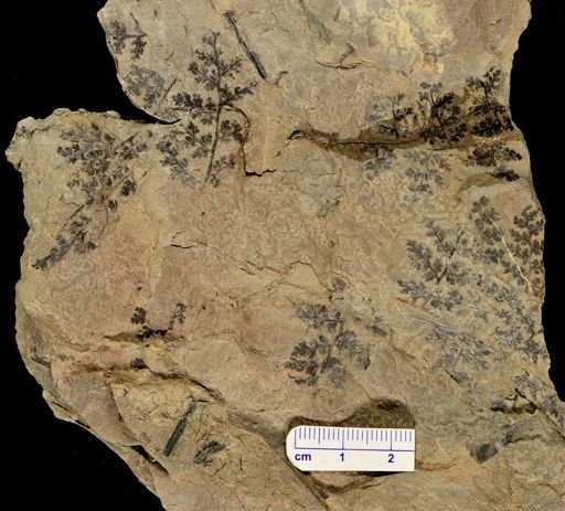 Sphenopteris sp.