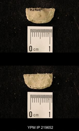 Chonetes granulifer
