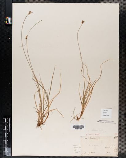 Carex peckii