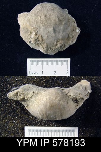 Linoproductus sp.
