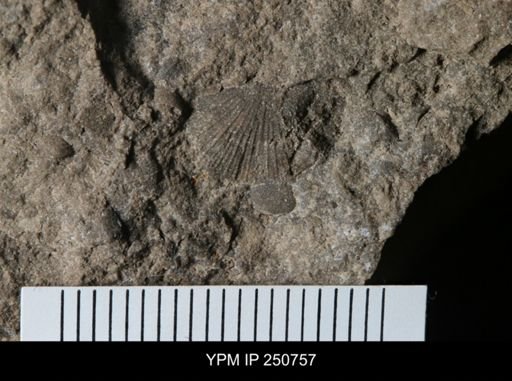 undet. Orthida