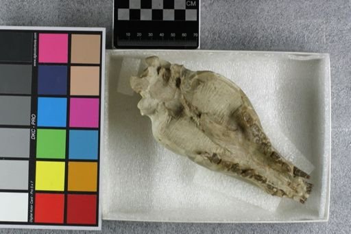 Hyaenodon crucians