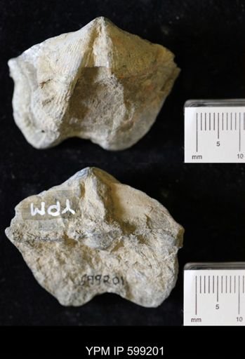 undet. Cyrtospiriferoidea