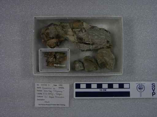 Cynodictis sp.
