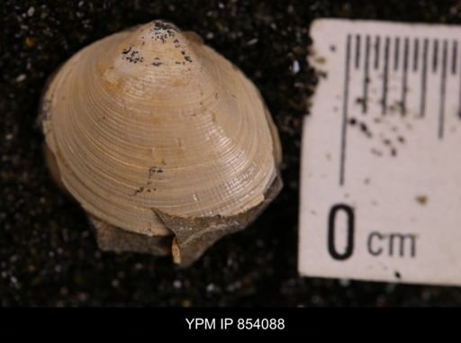 Limopsis striatopunctatus