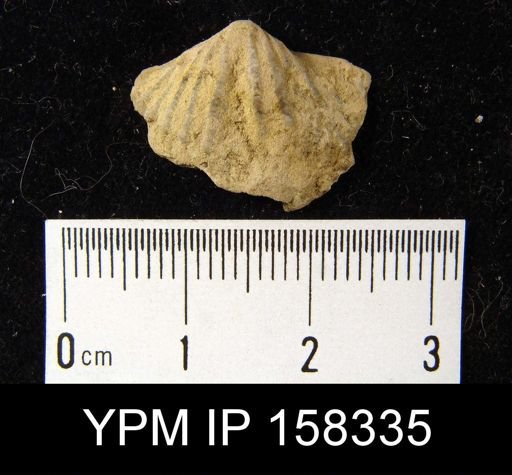Spirifer murchisoni