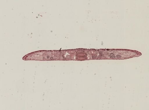 Phagocata gracilis