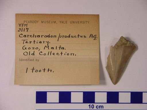 Carcharodon productus