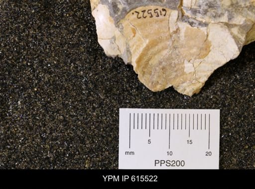 Inoceramus sp.