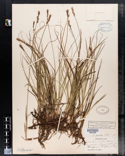 Carex siccata