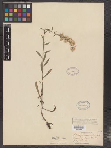 Solidago nemoralis