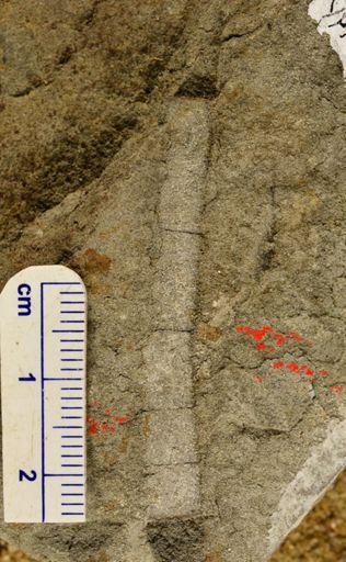 Calamites