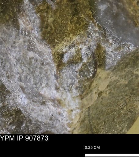 undet. Mollusca