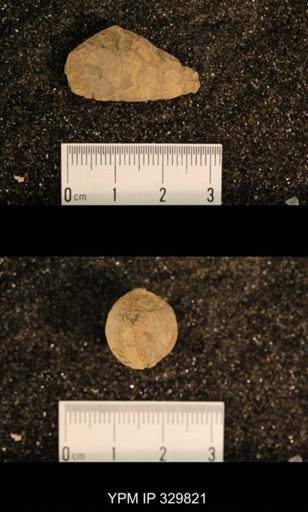 Meekospira peracuta choctawensis