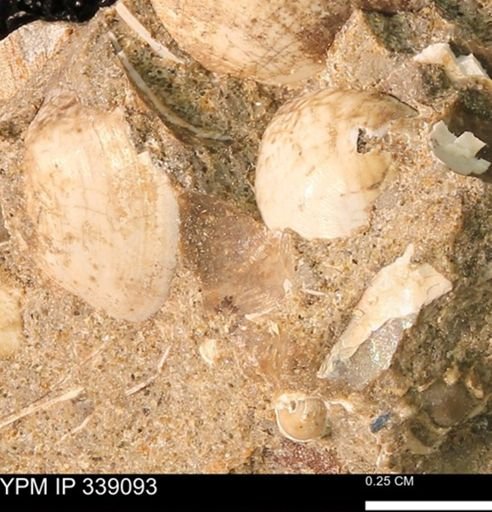 undet. Bivalvia