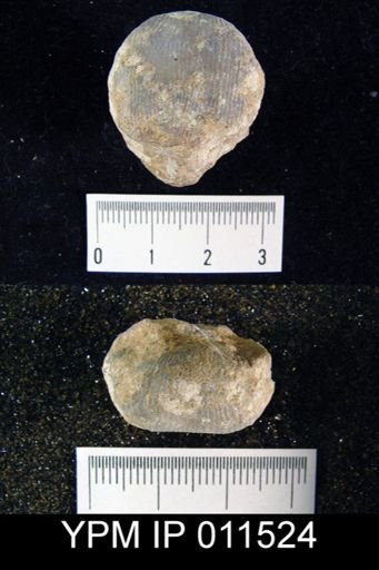 Linoproductus nasutus