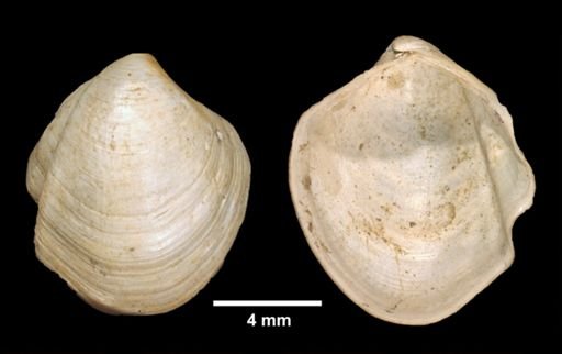 Thyasira trisinuata
