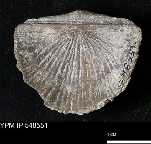 Stropheodonta inflexa?