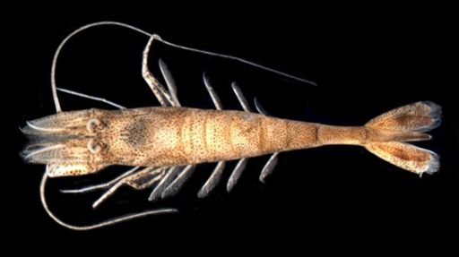 Crangon septemspinosa
