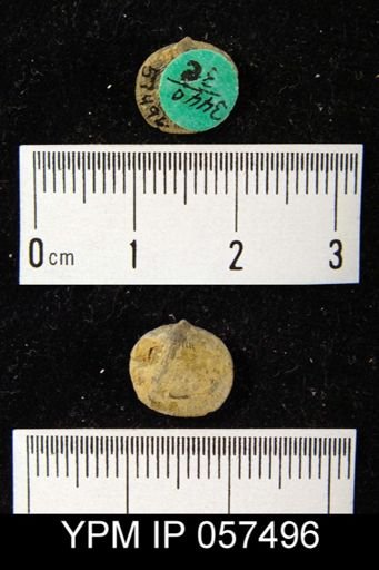 Rhipidomella oblata