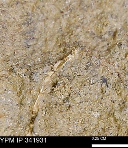 undet. Bivalvia